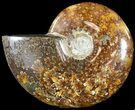 Wide Polished Cleoniceras Ammonite - Madagascar #49426-1